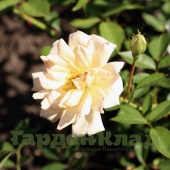 Роза плетистая полиантовая (рамблер) Филлис Байд (Phyllis Bide) C12,5