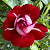 Роза флорибунда Розе де Анхайт (Rose der Einheit (Kissing Ayoba, KO 04/1889-02, KORblohawa)) C30