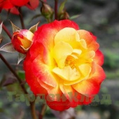 Роза флорибунда Жар-Птица (Файер Берд, Firebird) C30