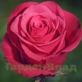 Роза чайно-гибридная Черри О! (Cherry-Oh!, Schocerry) C30