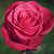 Роза чайно-гибридная Черри О! (Cherry-Oh!, Schocerry) C30