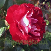 Роза флорибунда Розе де Анхайт (Rose der Einheit ) C12,5