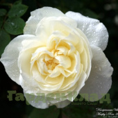 Роза бурбонская Кронпринцессин Виктория (Kronprinzessin Viktoria (Souvenir de la Malmaison jaune)) С30