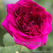Роза английская Манстед Вуд (Munstead Wood (AUSbernard))