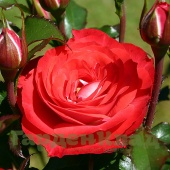 Роза флорибунда Плантен ан Блюмен (Planten un Blomen ( KO 99/1712-02, KORplunblo)) C30