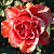 Роза чайно-гибридная Хай Твинкл (High & Twinkle) C30