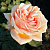 Роза флорибунда Гейша (Geisha (TANshei)) C30