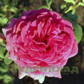 Роза чайно-гибридная Биг Пёпл (Big Purple, STEbigpu, Nuit d’Orient, Stephens’ Big Purple) C30