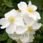 Роза английская Кью Гарденс (Kew Gardens (AUSfence)) C30