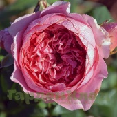 Роза шраб Амандин Шанель (Amandine Chanel (MASamcha)) C12,5