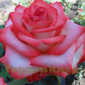 Роза чайно-гибридная Блаш (Blush) C30