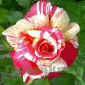 Роза флорибунда Токаде (Tocade (MEIpaga, Meigapa)) C30