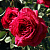 Роза чайно-гибридная Аскот (Ascot, TAN01757) C30