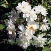 Роза плетистая мелкоцветковая (рамблер) Бобби Джеймс (Bobbie James) C12,5