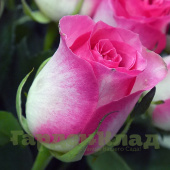 Роза чайно-гибридная Малибу (Malibu, Interulim) C30