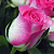 Роза чайно-гибридная Малибу (Malibu, Interulim) C30