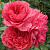 Роза плетистая (клаймбер) Розариум Ютерзен (Rosarium Uetersen (KORtersen, Seminole Wind, Uetersen)) С30