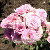 Роза спрей Лавендер Мейяндина (Lavender Meillandina (MEIptima, Lavender Sunblaze)) C30