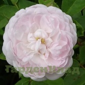 Роза альба Помпон Блан Парфэ (Pompon Blanc Parfait)
