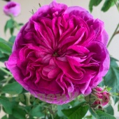 Роза галльская Шарль де Мильз (Charles de Mills (Bizarre Triomphant, Ardoisee, Maheca de Dupont, Rosa gallica atropurpurea, Rose Bleue))