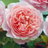 Роза английская Строуберри Хилл (Strawberry Hill (AUSrimini)) C30