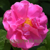 Роза галльская Оффициналис (Gallica 'Officinalis' (Apothecary's Rose, Apothekerrose, Common Provins Rose, Double Red Rose, Officinalis)) С30