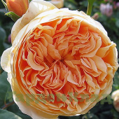 Роза английская Краун Принсесс Мэргэрит (Crown Princess Margareta (AUSwinter)) C30
