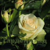 Роза чайно-гибридная Ла Перла (La Perla (KORpenparo, Schloss Gödens Rose)), Р-295