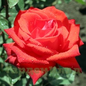 Роза чайно-гибридная Литке (Litke) C30