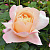 Роза чайно-гибридная Изабель Отисье (Isabelle Autissier (ADAsilthe, Belle Epoque)) C30