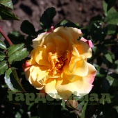 Роза плетистая крупноцветковая (клаймбер) Мунлайт (Moonlight (KORklemol)) C12,5