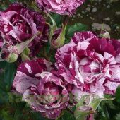 Роза флорибунда Пёпл Тайге (Пурпурный Тигр, Purple Tiger) C30