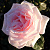 Роза чайно-гибридная Фламинго (Flamingo, KORflug, Margaret Thatcher, Porcelain, Veronica, C30