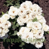 Роза спрей Уайт Лидия (White Lydia) C12,5