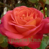 Роза флорибунда Мидсаммер (Midsummer (TAN02280)) C30