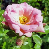 Роза гибрид Kordesii Мари-Викторин (Marie-Victorin (AC Marie-Victorin))C12,5