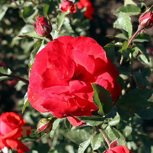 Роза плетистая крупноцветковая (клаймбер) Салита (Salita (KORmorlet))1