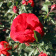 Роза плетистая крупноцветковая (клаймбер) Салита (Salita (KORmorlet))1