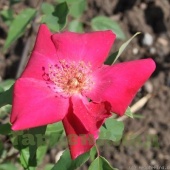 Роза китайская Сангуини (Sanguinea (Bengal Beauty, Bengal Crimson,"Rookwood China", Rosa indica Thory, Rosa semperflorens simplex Andr/))