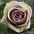 Роза кенийская Дак Гипноз (Dark Hypnose) C30