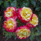 Роза флорибунда Жар-Птица (Файер Берд, Firebird) C12,5
