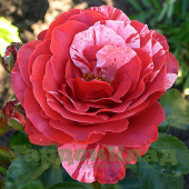 Роза плетистая крупноцветковая (клаймбер) Брауни (GP Brownie (SIMstripe, Brownie))