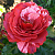 Роза плетистая крупноцветковая (клаймбер) Брауни (GP Brownie (SIMstripe, Brownie))