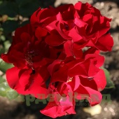 Роза шраб Ротер Корсар (Roter Korsar (KORromalu, Red Corsair, Temptress )) C12,5