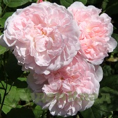 Роза английская Хэритейдж (Heritage , AUSblush, Roberta) C12,5