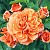 Роза флорибунда Оранжери (Orangerie (KO 06/2298-01, KORgeriora)) C30