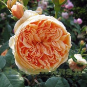Роза английская Краун Принсесс Мэргэрит (Crown Princess Margareta (AUSwinter)) C12,5