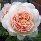 Роза английская Свит Джульет (Sweet Juliet (AUSleap)) C30