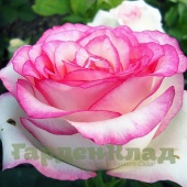 Роза чайно-гибридная Белла Вита (Bella Vita, Lexalleb) C30