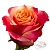 Роза чайно-гибридная 3 Д (3 D) С30